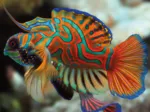 Nature Colorée - Mandarinfish