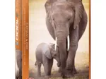 L'éléphant et l'éléphanteau