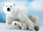 Ours Polaire et son ourson