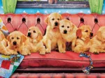 Labradors en Mode Détente