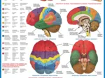 Le cerveau