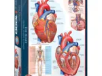 Le coeur