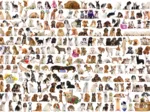 Un Monde de Chien