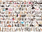 Un Monde de Chats