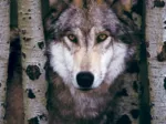 Loup Gris