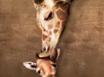 Pièces XXL - Giraffe Mother's Kiss