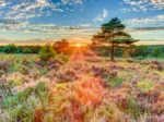 Crépuscule sur la Lande