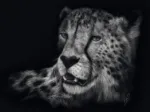 Véloce – Le Guépard : Sous le Signe de la Grâce