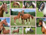 Rêves de Cheval