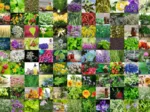 99 Herbes et Epices