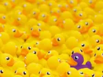 Canards