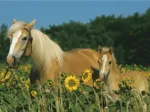 Mon cheval