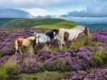 Chevaux Sauvages Dans La Lande