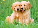 Les Frères Golden Retriever