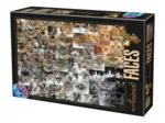 Collage - Chats
