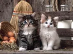 Adorables Chatons