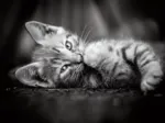 Chaton