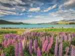 Lupin Au Lac Tekapo