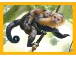Puzzle 4 En 1 - Maman Bébé Animaux