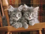 Chatons