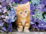 Chaton dans les Fleurs