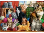 Cats Meeting