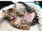 Chaton