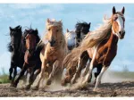 Chevaux