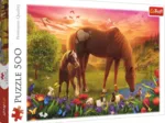 Chevaux Dans Le Pré